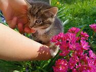 1 Kitten zu verkaufen (Schwarzfuß Mischling) - Düsseldorf