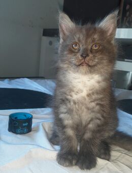 Maine Coon Kater in black smoke mit Stammbaum - Murrhardt