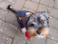 Yorkshire-Terrier-Mischling Welpen- Nur noch 1 Junge Teddy - Weidenberg