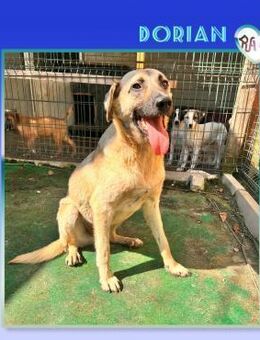 Dorian - lieber Schatz - Alfeld (Leine)