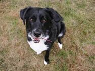 Zuhause gesucht für unsere hübsche Cleo - Tiefenbach (Landkreis Passau)