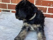 5 Yorkipoo Welpen abzugeben geb. am 7.5.25 - Bakum
