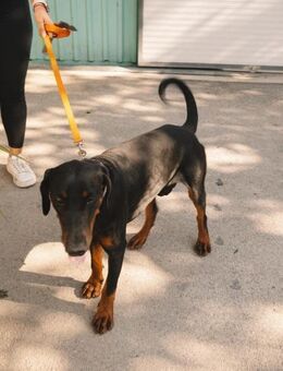 Dobermann Roko - Ellerbek