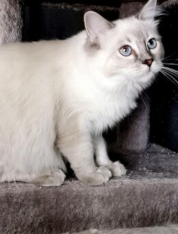RAGDOLL KITTEN/Geschwister i - Gochsheim