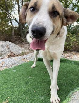 Leo ein Herz aus Sanftmut - Berlin