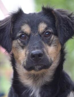 Rose - einfach bezaubernd - Lohmar