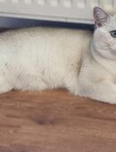 Deckkater Stammbaum blauen Augen BKH Farbe seal-silver-shaded-point ns 11-33 in 76532