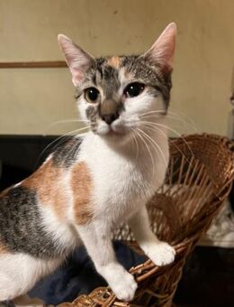 Dorah - Explorer - Süderbrarup