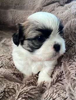 Imperial Shih tzu Welpen. - Lübeck
