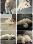 Kleiner British Langhaar Kater zuckersüß in 12687