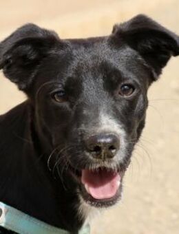 Ron, lernwillig, freundlich, offen - Westerholt