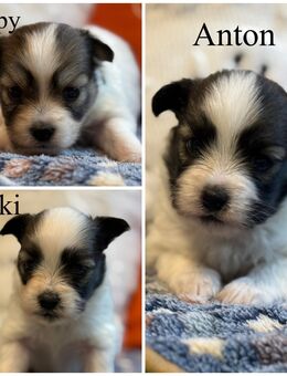 3 Sheltie-Mix Welpen suchen ein liebevolles Zuhause - Eydelstedt