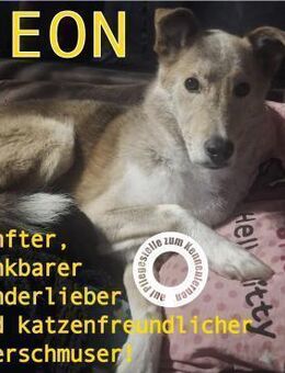 LEON - Herzensbrecher - Augsburg