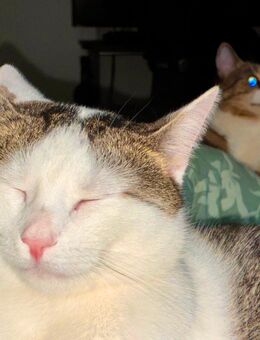 2 Katzen in liebevolle Hände abzugeben - Cottbus