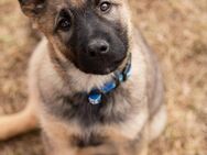 Lebhafter Floppy sucht seine Menschen - Duisburg