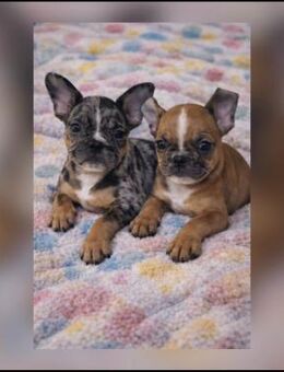 Einstein & Newton suchen Wirkungskreis - Greiz