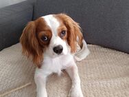 Cavalier King Charles Spaniel - Breckerfeld (Hansestadt)