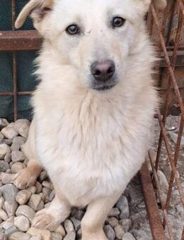 Valea sucht ein Zuhause - Egestorf