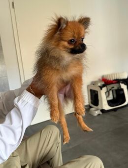 Pomerania Spitz mini - Rottenburg (Neckar)