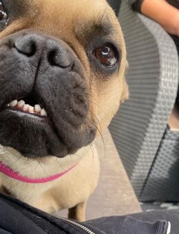 2 jährige französische Bulldogge Hündin sucht neues zu Hause - Bad Essen