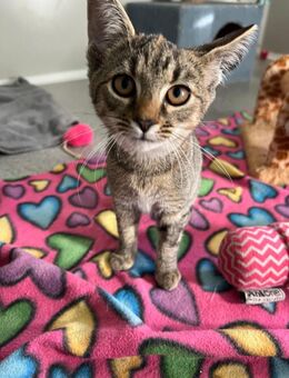 Kittenmädchen Fanny sucht Kuschelplatz - Walluf