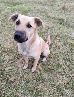 Indie träumt von einem sicheren Platz - Berlin