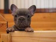 Französische Bulldogge Welpe Rüde - Liebenburg