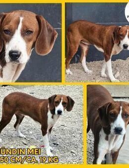 junge Bracke Mei sucht ihr Herzblatt - Margetshöchheim