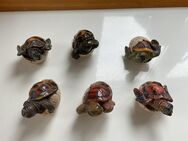 6 Schildkröte Dekoschildkröte in Ei ca. 5x6 cm je nachdem - Reichshof
