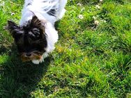 Biewer Yorkshire Terrier a la Pom pon Hündin - Freisen