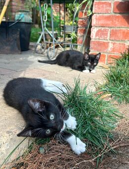 Katzenbabys in gute Hände abzugeben - Gotha
