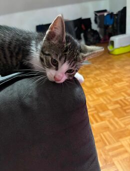 Katzen Babys 12 Wochen alt - Dortmund Huckarde
