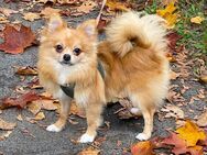 Rot, klein und niedlich, Chihuahua Hybrid Pomeranien - Berlin Steglitz-Zehlendorf