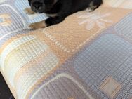 Welpen Chihuahua zu verkaufen - Pforzheim