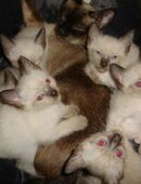 Traditionelle Siam x Mekong Bobtail ? wunderschöne Kater-Kitten in 34117