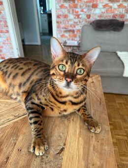 Bengal Kater sucht liebevolles Zuhause - Hamburg Altstadt
