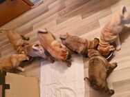 Shar-Pei-Husky-Mix Welpen - Bretzfeld