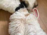 Malteser/ Havanese Welpen in liebevolle Hände - Berlin