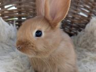 Zwergkaninchen Hasen Kaninchen - Neuhausen (Fildern)