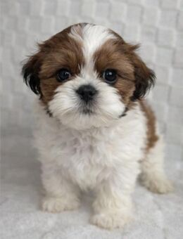 Shih Tzu Welpen - Bremen