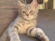 BKH kitten suchen ein neues Zuhause!! - Duisburg