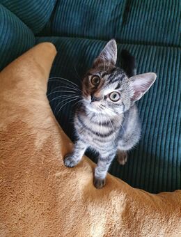 Süßes verschmustes Katzenbaby darf ausziehen - Barwedel