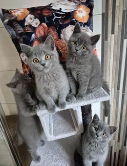 BKH Kitten nur noch ein Webchen da - Ruppertsweiler
