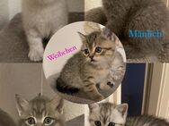 Wunderschöne Katzen Babys - Hürth