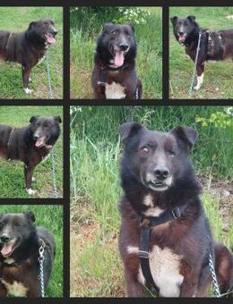 Han, guter, braver Hund sucht Zuhause - Unterföhring