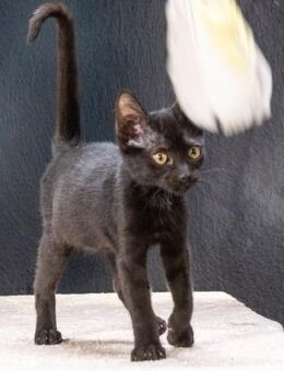 Samantha, ein liebes Katzenkind - Brunstorf