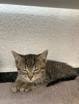 Maxi sucht tolles Zuhause mit Freigang - Waakirchen