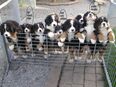 Berner-Sennenwelpen Wurfankündigung März 2025 in 89561