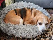 Lotti eine liebe Beagle-Hündin - Lippetal