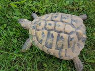 Griechische Landschildkröte männlich zu verkaufen mit Zubehör 100.- € - Oberstaufen